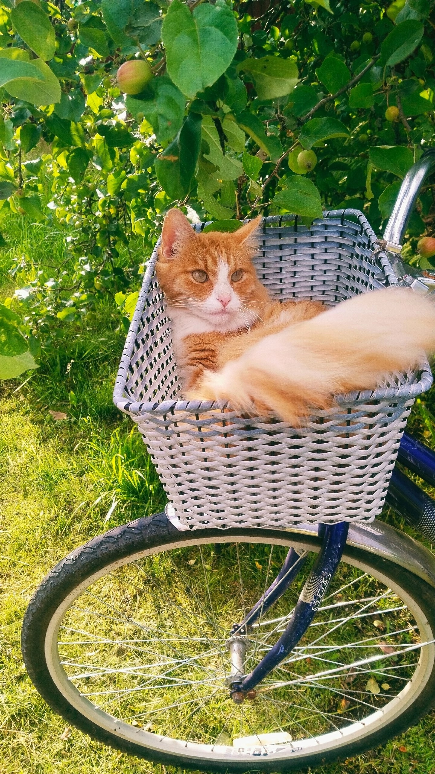 "Получите идеальный ротанг и наслаждайтесь радостью с котейками!"