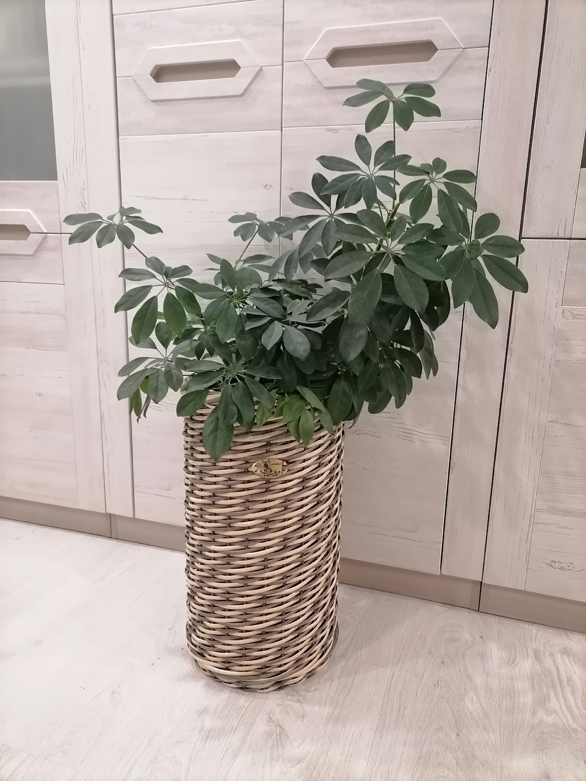 "Топленое молоко с орехом от Елены Ивашневой: вкусные моменты и розыгрыш мешка ротанга!"