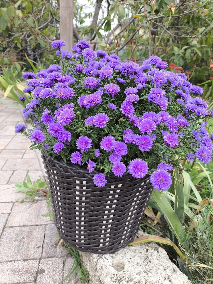 "Элегантные кашпо из градиентного ротанга от Елены — закажите сейчас!"