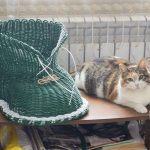 "Элегантные ботиночки от Жанны Булыгиной с уникальным помощником: специальная акция в честь ДР Южной лозы!"